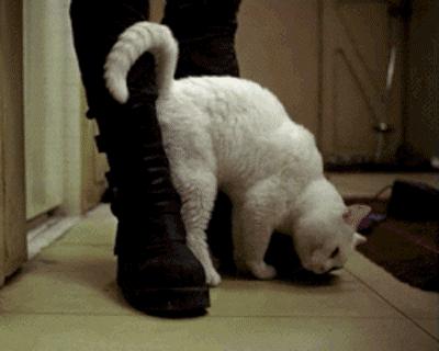 猫在啪啪啪的时候，也有快感吗？