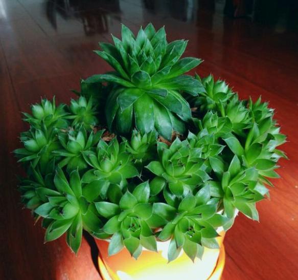 观音莲怎么养才能长一圈,养观音草的方法