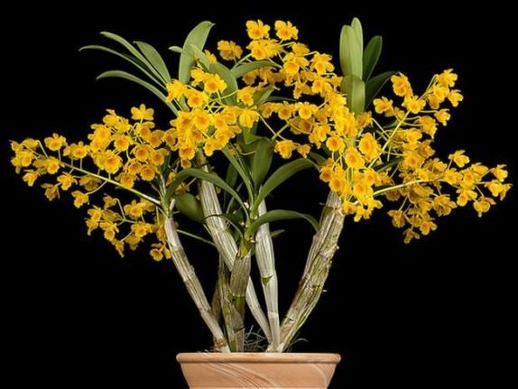 养胃石斛推荐,养胃石斛人参茶怎么喝