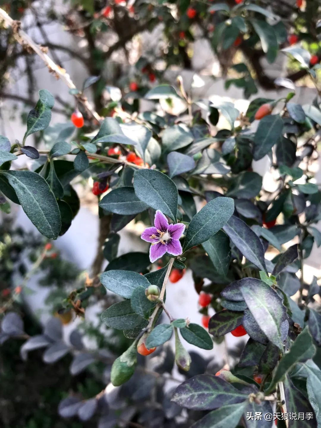 不用再羡慕别人家的院子,庭院养护全攻略