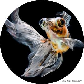 为什么金鱼有各种各样的颜色,金鱼有一条花色的好吗