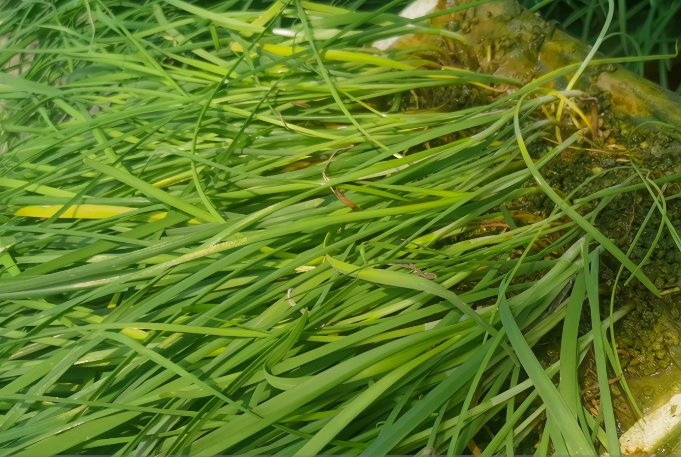 韭菜现在防菌防虫打什么药,阳台种韭菜怎样防虫