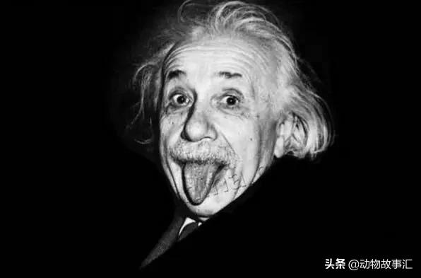 世界穿山甲日/专家建议对穿山甲等“生态灭杀”，我们坚决拒绝