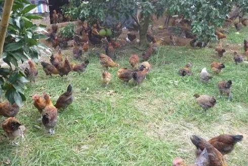 养鸡如何防止球虫,球虫病没有药怎么办