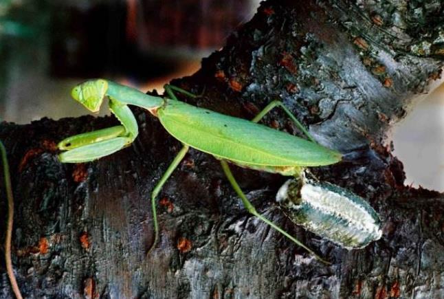 昆虫界战斗力最强的昆虫,谁是昆虫界最厉害的杀手
