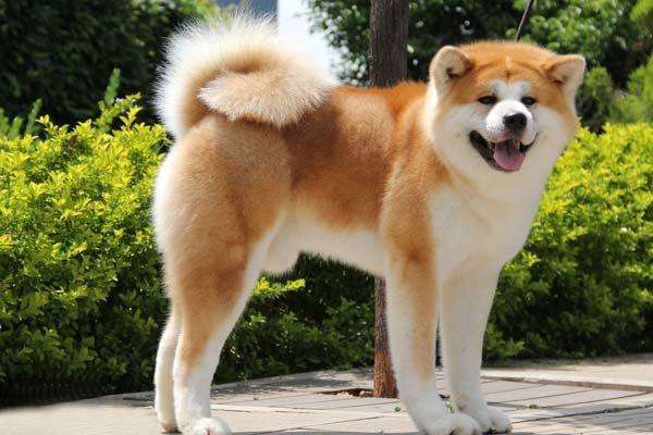 小北京犬宠物狗品种图片大全,常见宠物狗的品种大全及图片