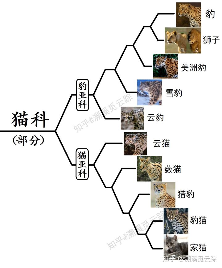有哪些容易被认错的动物,容易被欺负的动物有哪些