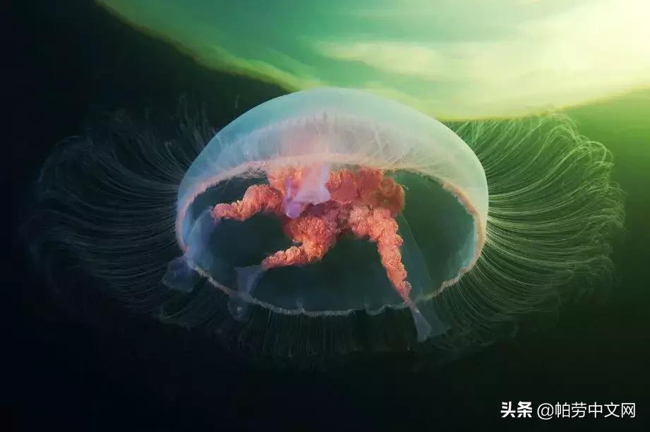 甯曞姵姘存瘝婀栫殑姘存瘝鍙互鎽稿悧,甯曞姵姘存瘝杩樿兘鎶撳悧