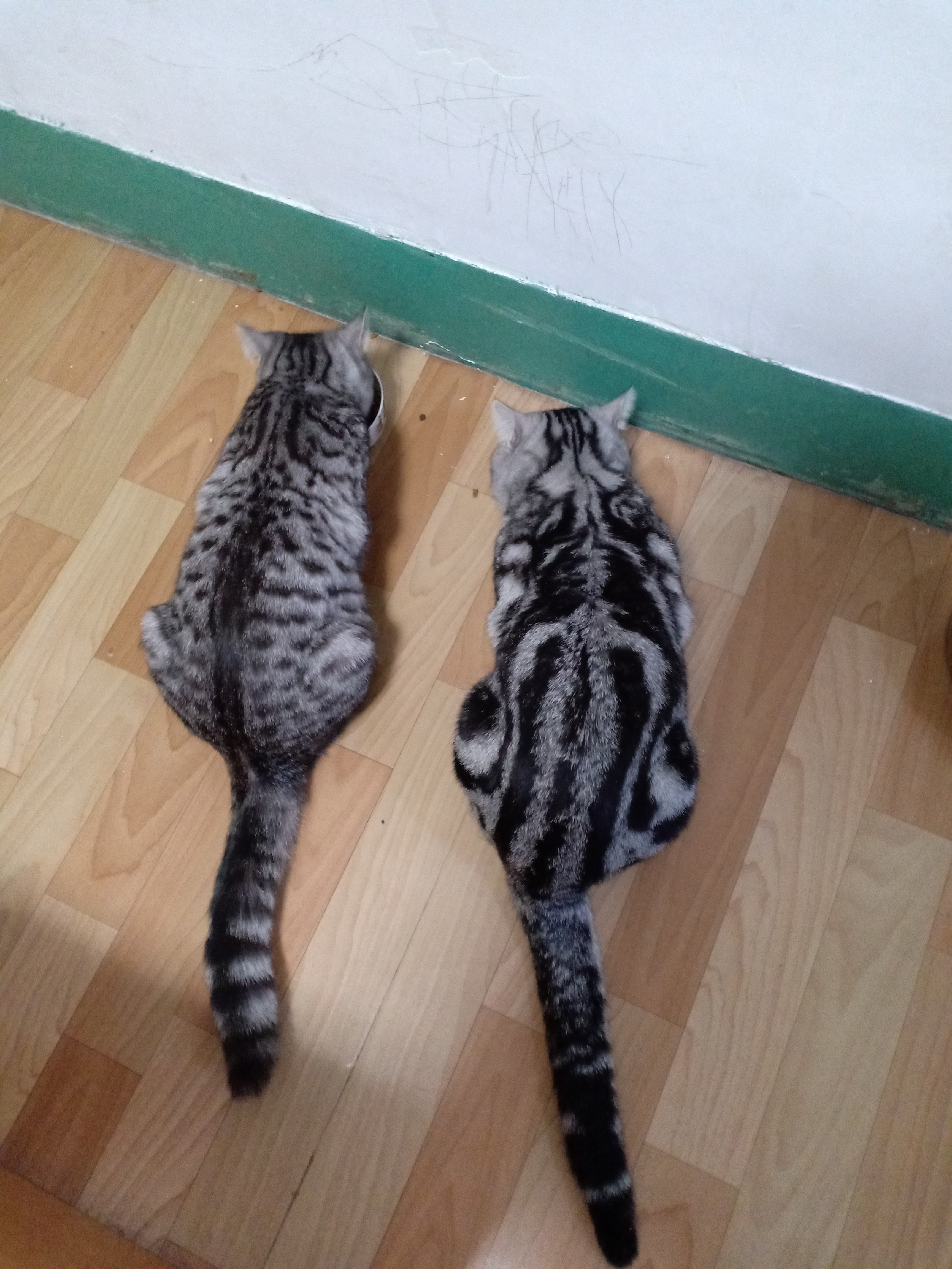 养猫的家庭怎么注意饮食,养猫技巧猫咪生活小常识猫咪饮食