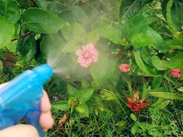 小苏打养花的妙用茉莉可以用吗,养花的技巧小苏打的妙用