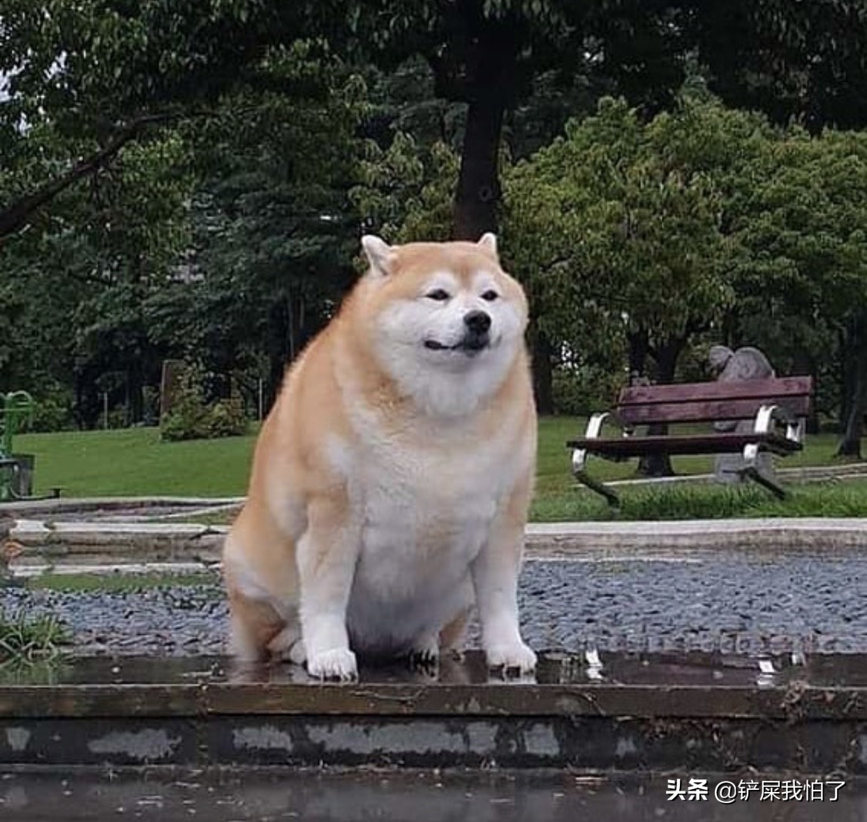 给狗狗报名上学靠谱吗,给狗狗办健身卡