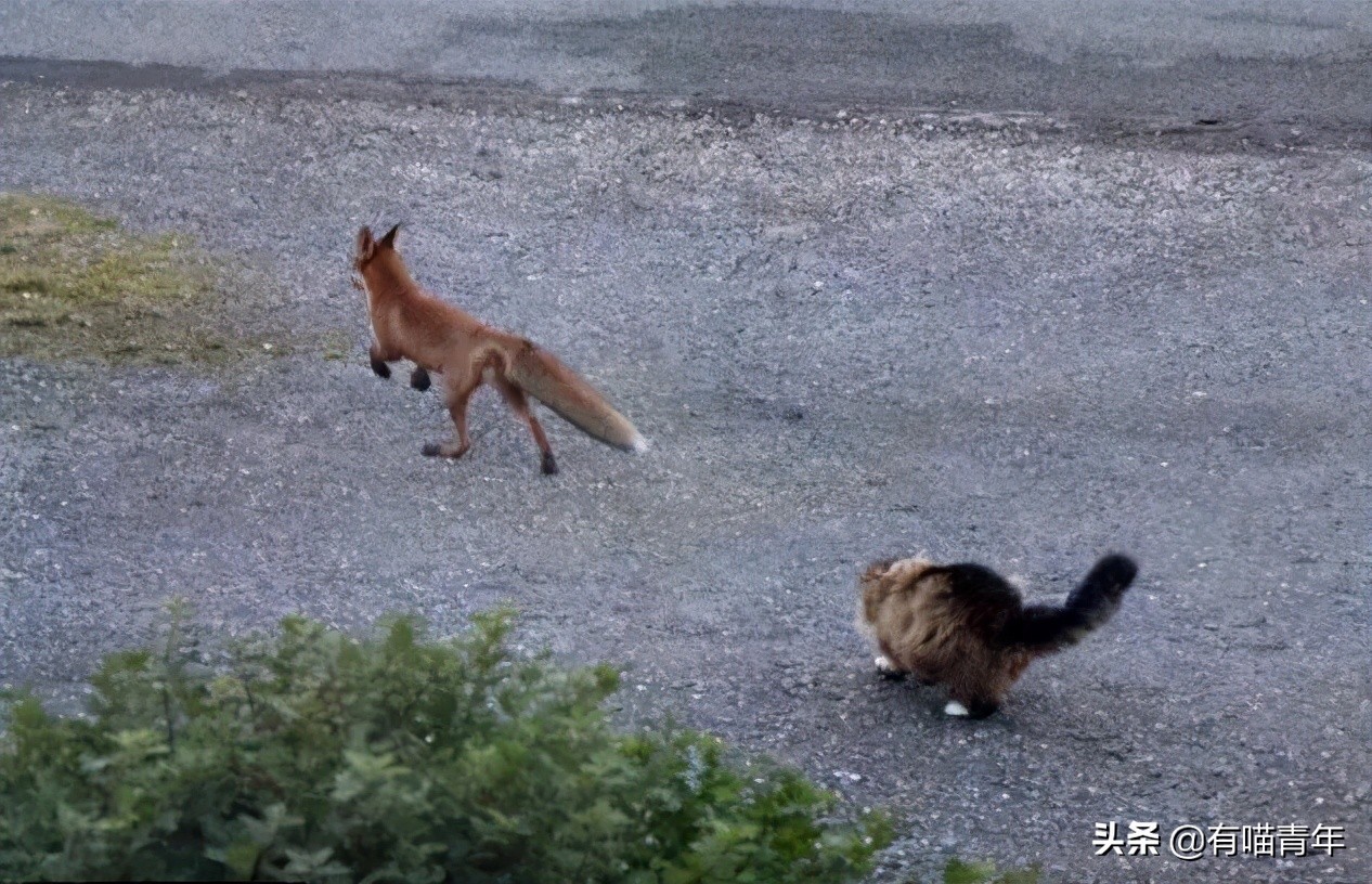 俄罗斯猫敢惹吗,俄罗斯猫有多凶猛