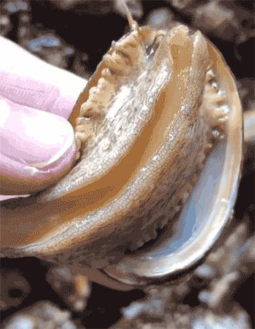 渔家女事件,渔家女海鲜视频