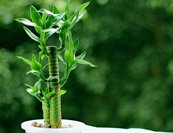 养花新手老养死花,献给那些总把花养死的人