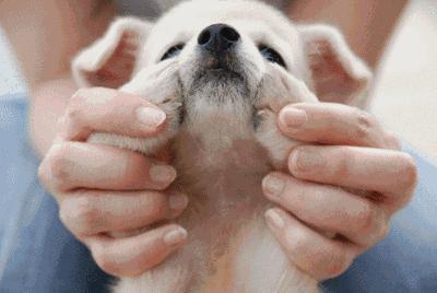 狗狗室内大小便解决方法,狗狗不定点大小便怎么办