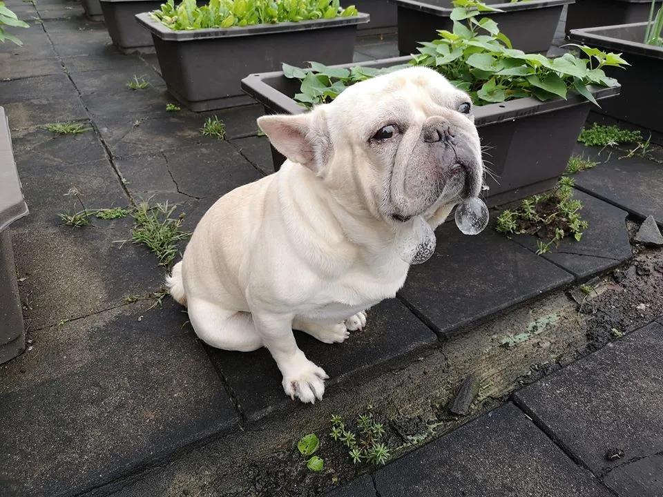 斗牛犬被疯狂虐待,曾经被遗弃的斗牛犬