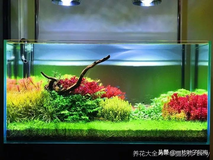 鱼缸不一定只能养鱼，养不活的花丢鱼缸里，沾水立马就疯长
