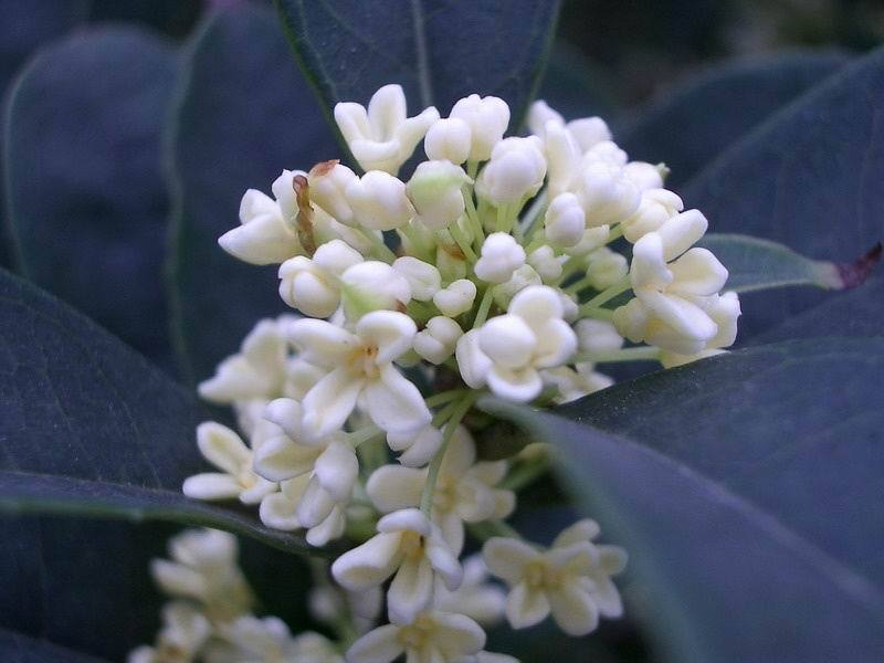 中国三十种名花图片大全,中国十大名花及花卉文化