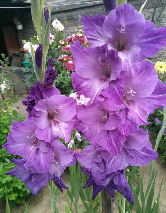 四季常开且有浓郁香味好养的花,适合懒人养的四季花一串红