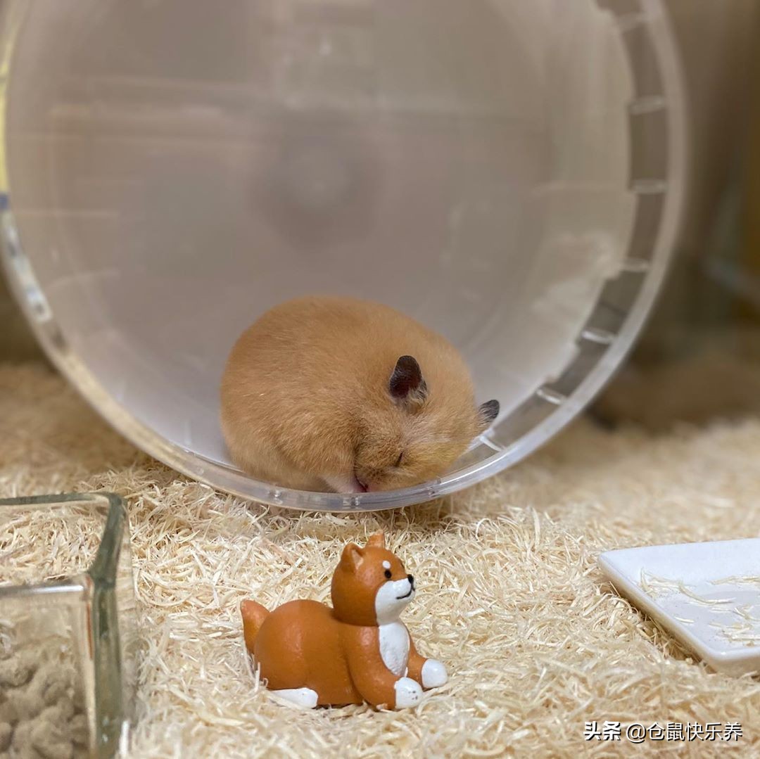 仓鼠为冬眠醒后扭曲爬行,仓鼠睁着眼侧躺不动呼吸动静很大