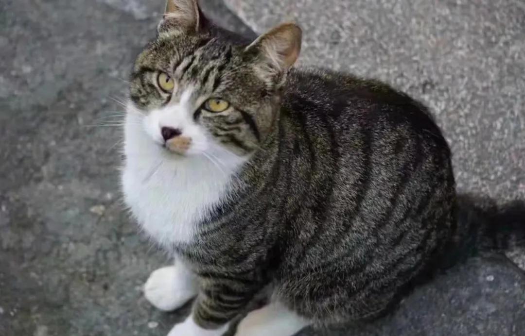 全网都以为复旦大学的猫被偷了，几天后…气得想骂猫