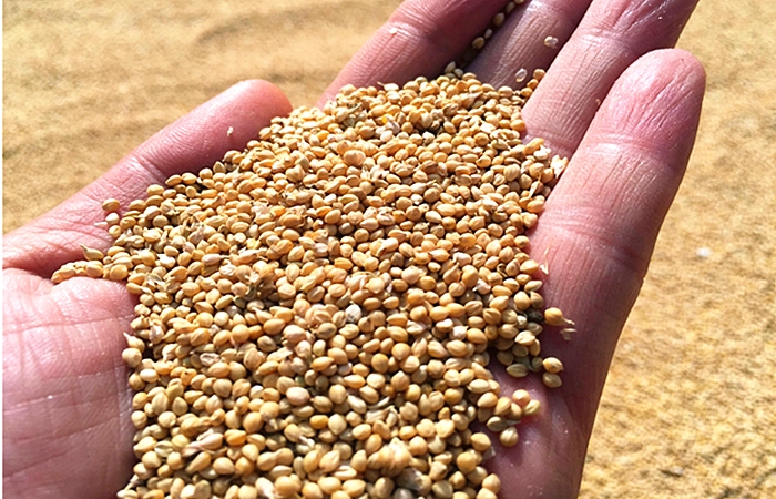 小米哪些东西不建议购买,只需三招教你轻松买到优质小米