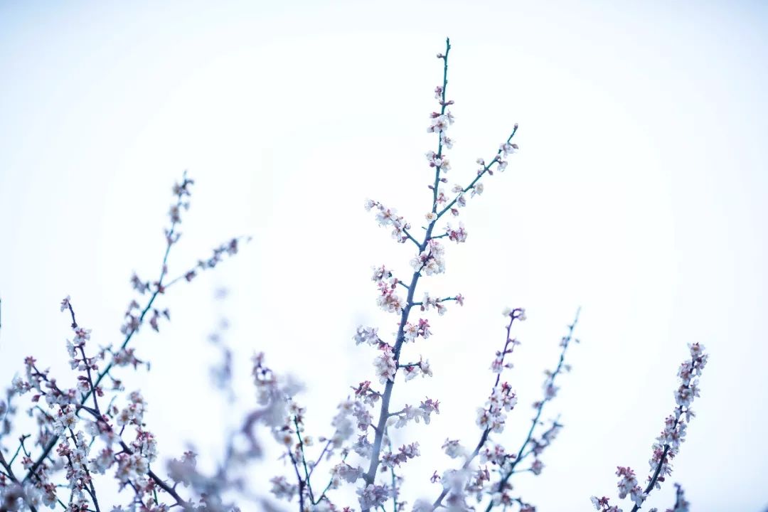 江南三大梅园,杭州江南三大梅花