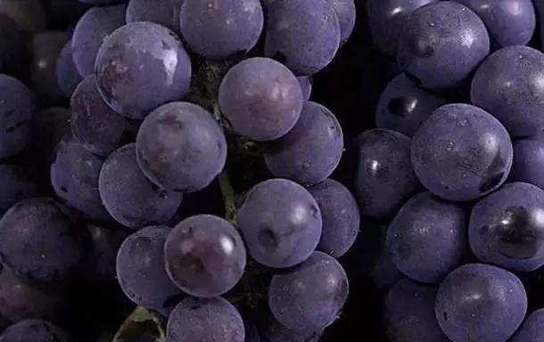 山东7月份有哪些水果可以采摘,山东10月份有什么水果可以采摘