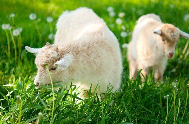 刚出生的羊羔喂啥最好,新生羊羔喂纯牛奶的正确方法