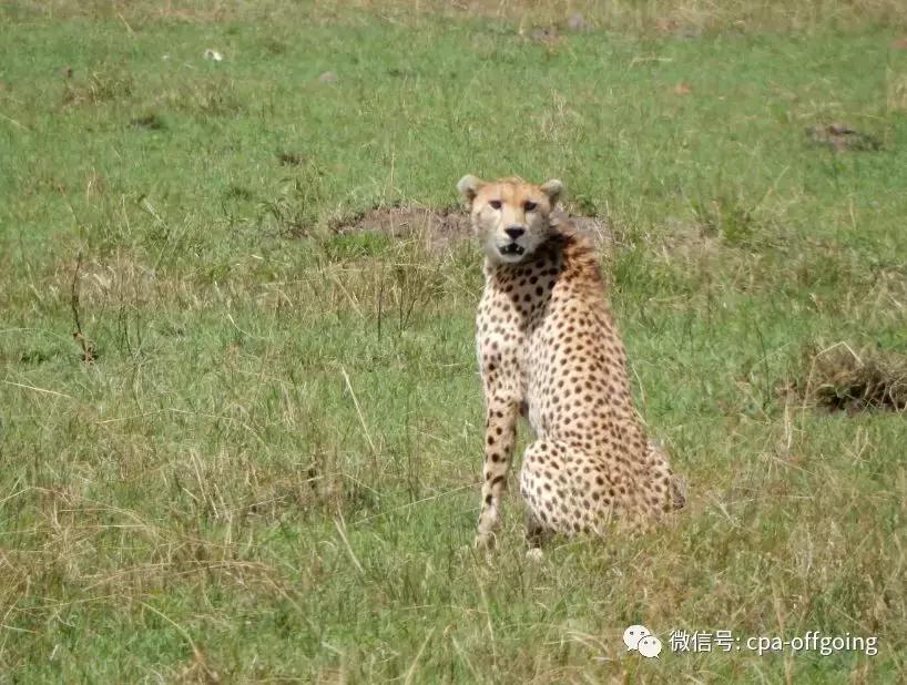 这个野奢的国度,欧美、日韩人都爱去,为何我们国家没人去?