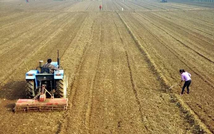 1亩地收入多少钱,1亩地怎么赚钱