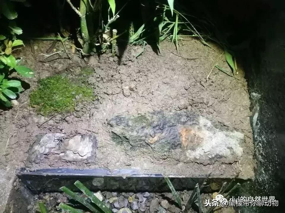 丛林造景黄缘龟池设计图大全,龟宝宝黄缘龟生态缸造景教程