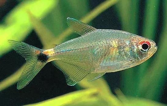 灯鱼草缸造景教程,草缸造景养什么鱼