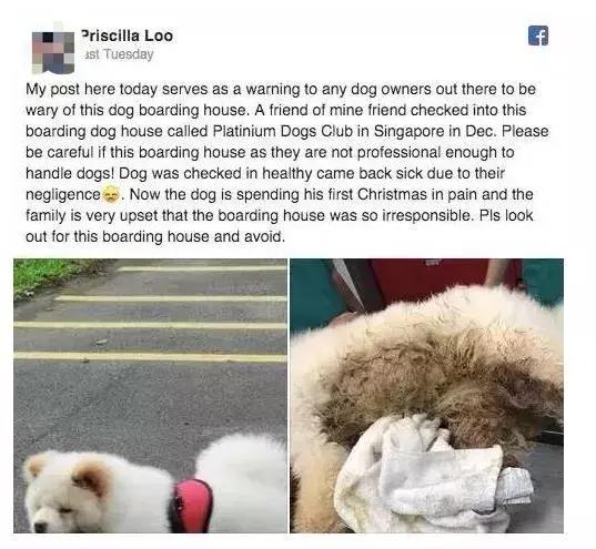 新加坡全岛追凶！一只黑猫竟被如此残忍地虐死