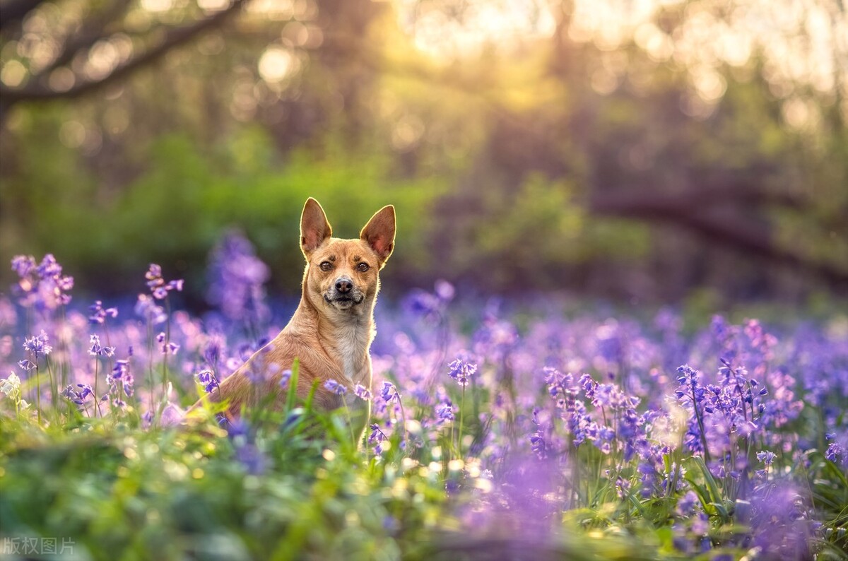 狗狗呕吐物的信息,你了解多少?