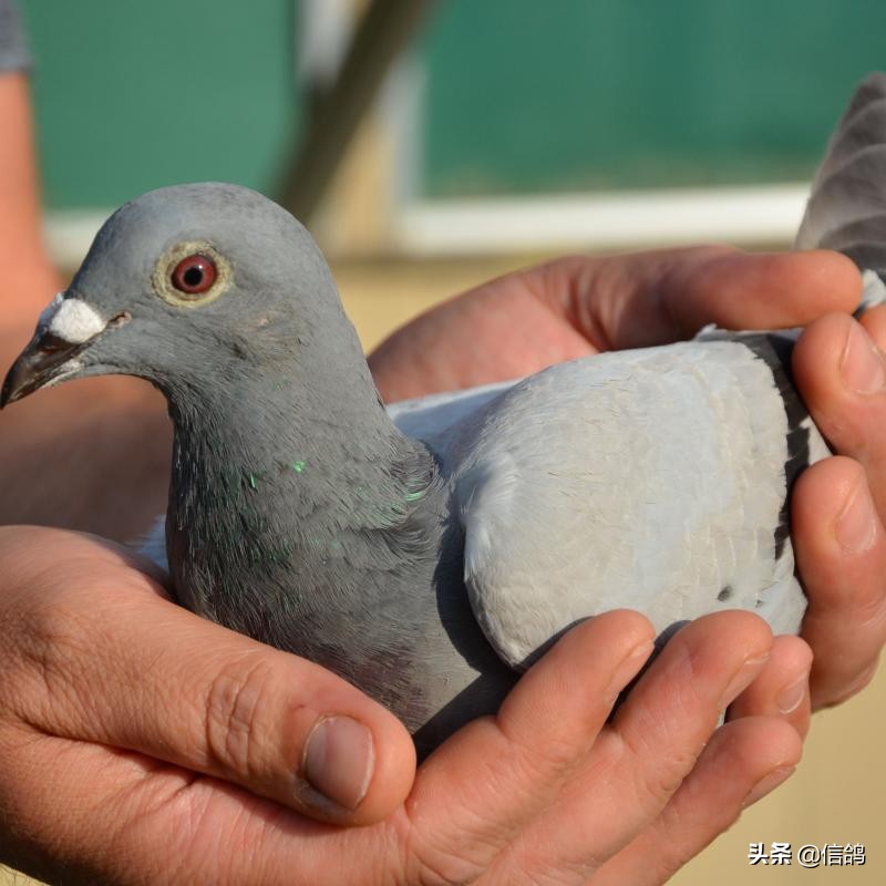 飞好一路鸽子才是致胜之道，贪多嚼不烂