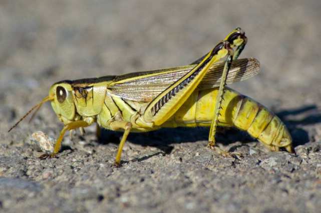 最让人害怕的昆虫,大自然最可怕的动物