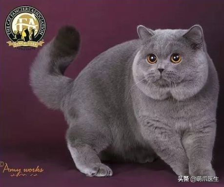 猫吃猫粮死了,go猫粮致猫死亡天猫国际回应