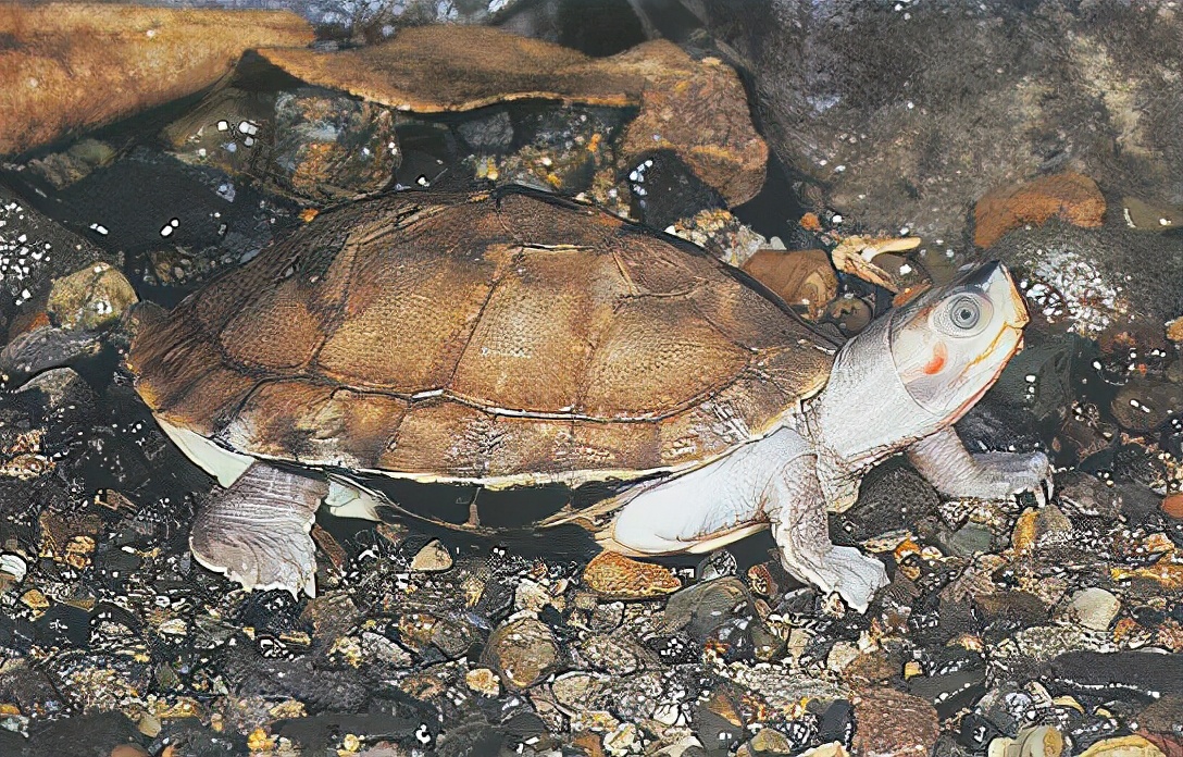 各种龟类图片大全大图,龟类展示会