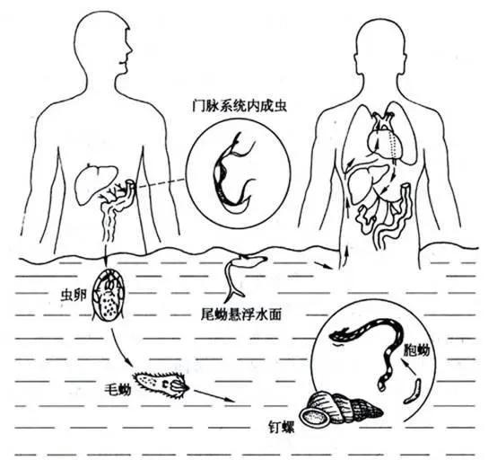 羡慕蚯蚓一分为二的特技？我涡虫可以一分为二百七十九
