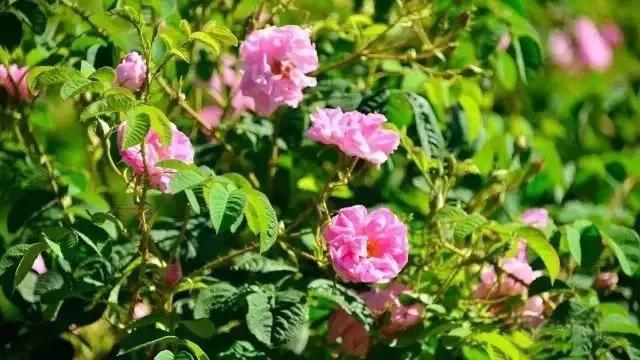 丹泽欧雅,丹泽欧雅富勒烯多肽焕颜面膜