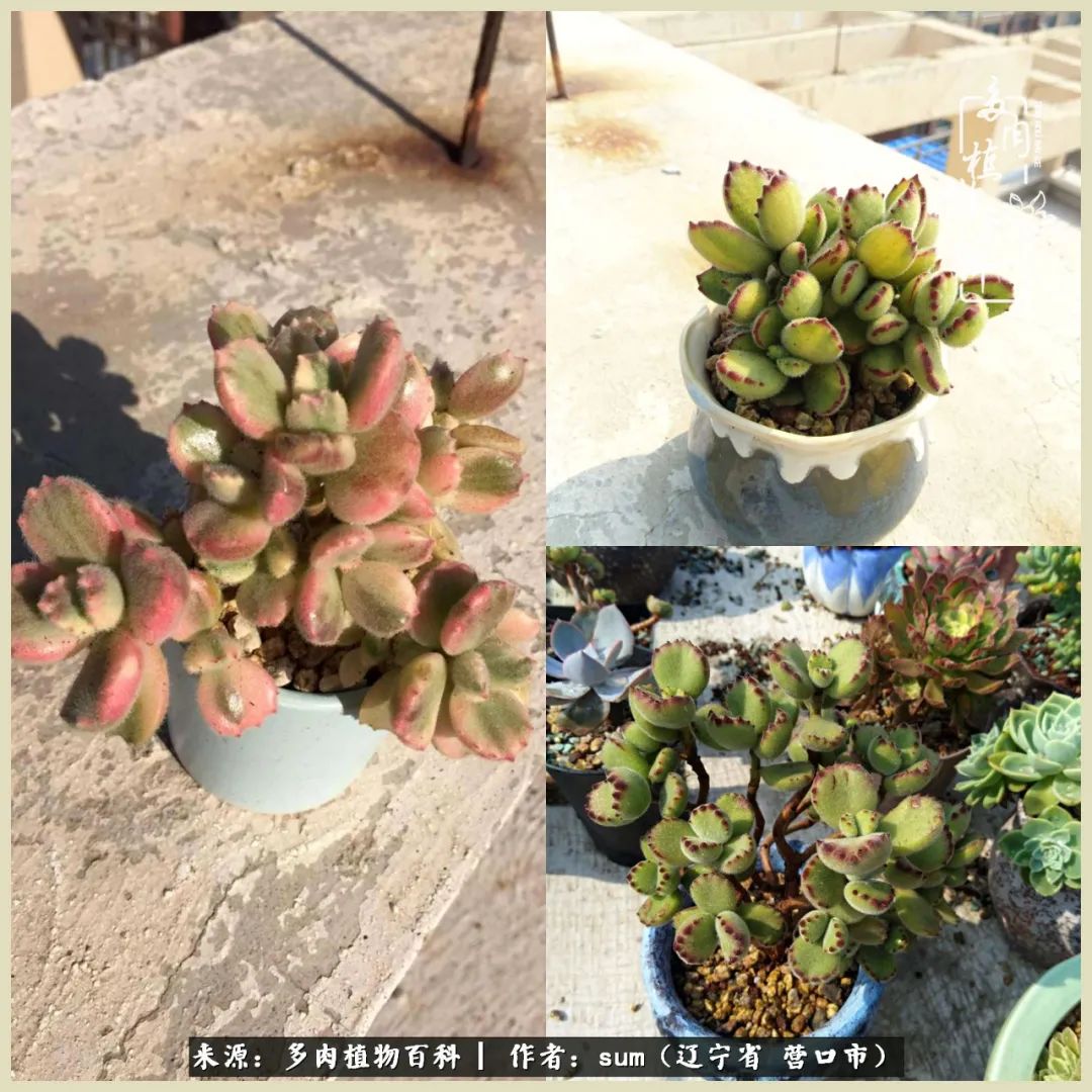 养多肉是一个很治愈的过程,养多肉是一种爱