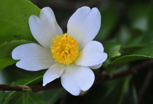 你知道“油茶树”吗？很多北方人都没见过