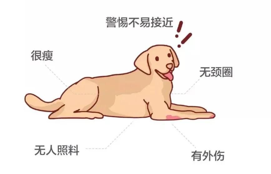 遇到流浪猫该如何科学救助？这篇救助手册里全有了