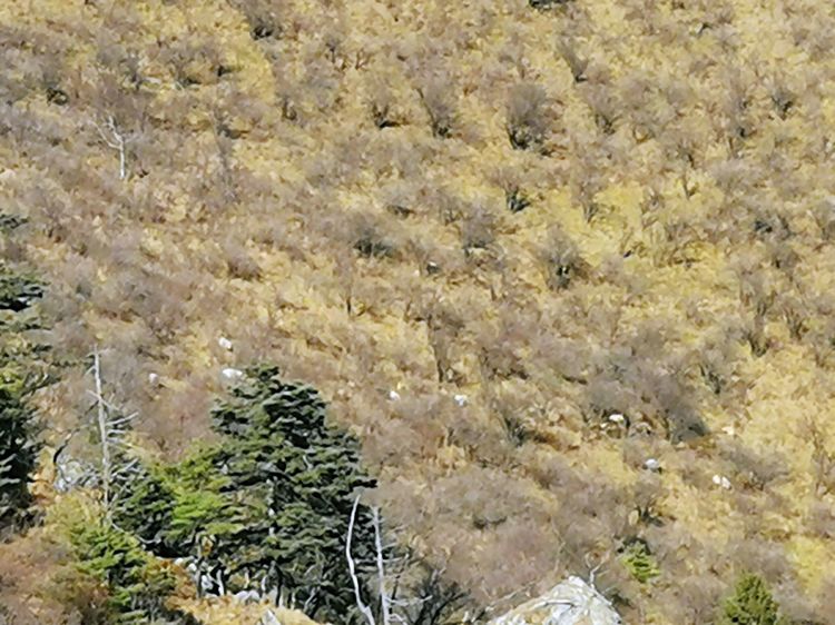 20201101惊悚之行~首阳山大坪梁单日横穿+原返