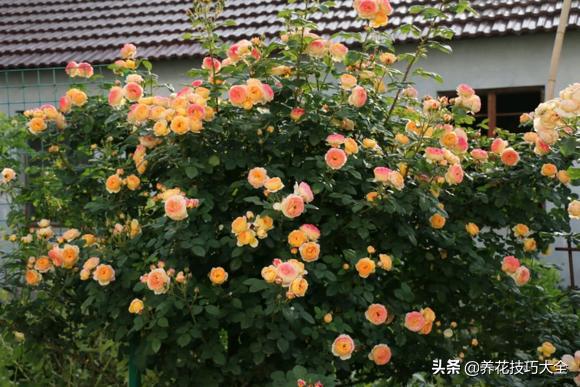 四季开花的月季又香又好养有几种,最漂亮10种盆栽月季