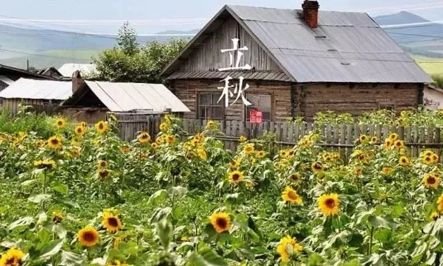 24节气适合喝什么茶,一年最热的节气宜喝什么茶