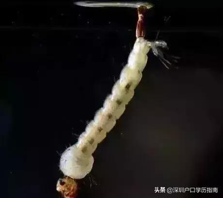 登革热夺走20多条生命,登革热是典型的儿童疾病吗