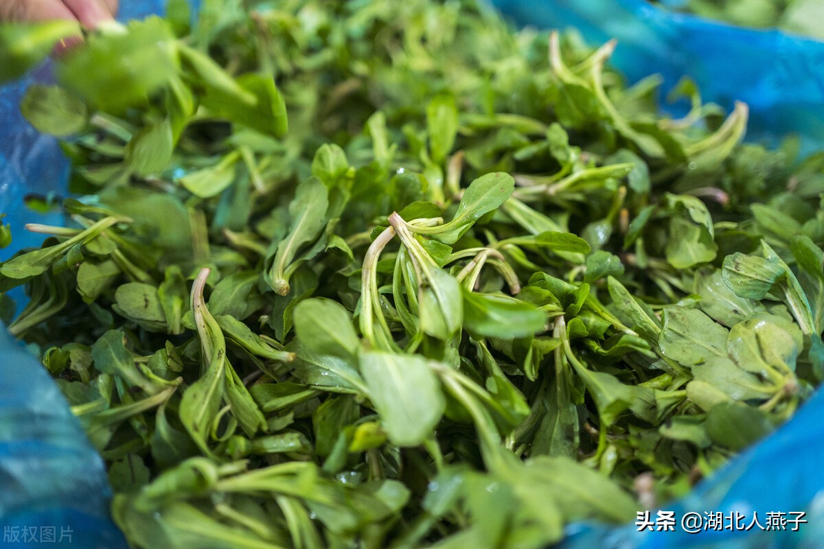 常见野菜的种类和图片大全 (各种野菜大全带图片)