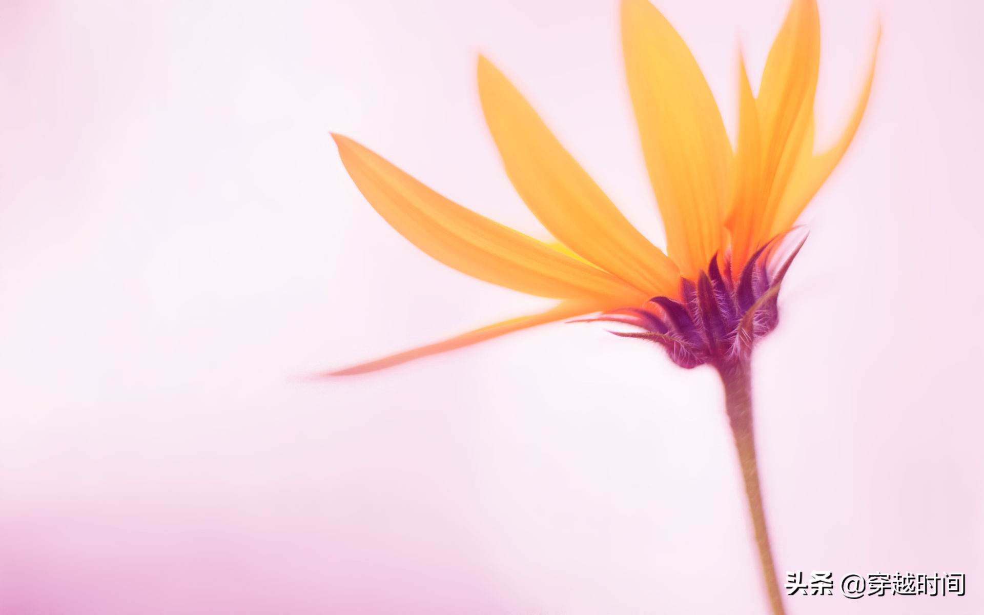 Windows8.1系统中的全部原装壁纸，你用过几张？